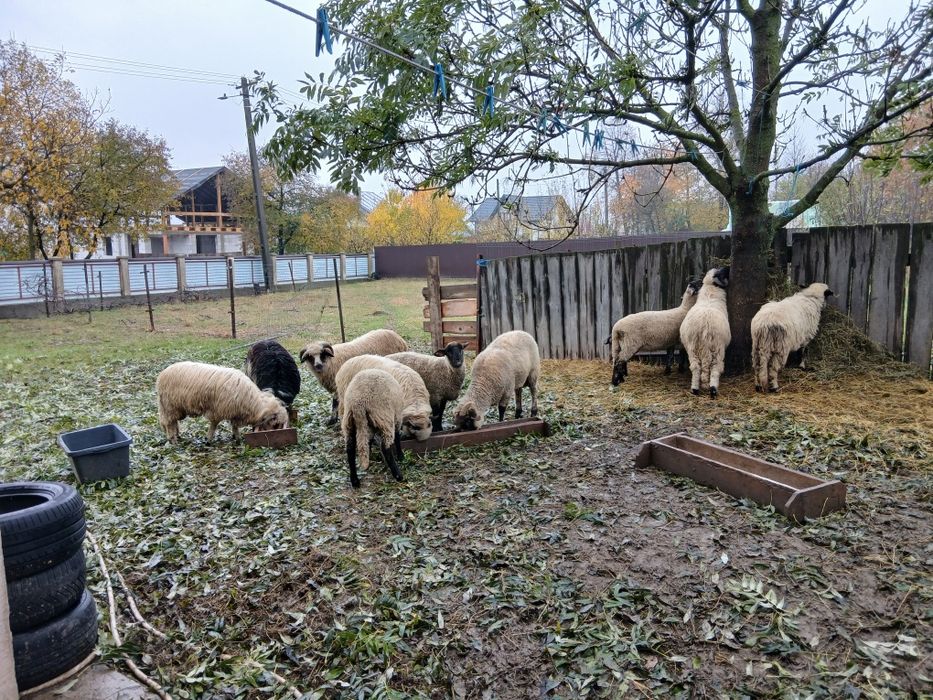 Vând miei /berbecuți