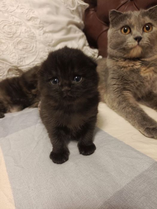 Шотландские веслоухие котята