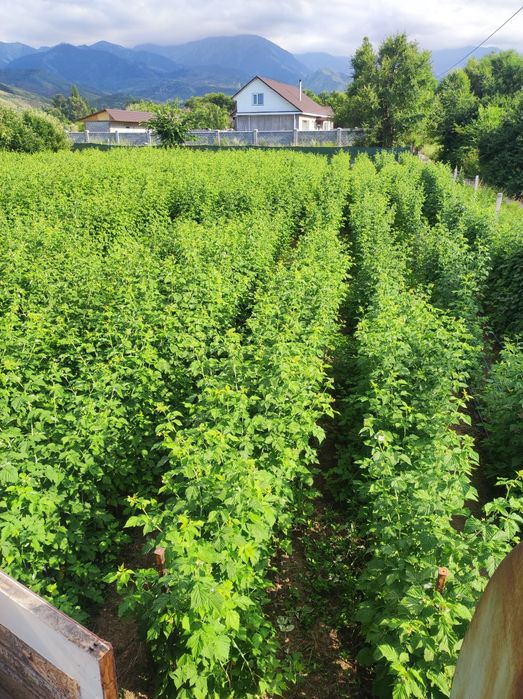 Саженцы малины Карамелька