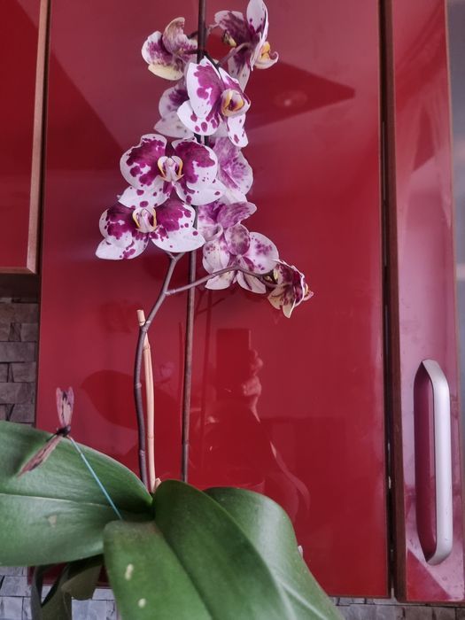 Продам    орхидею