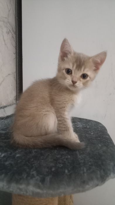 Продам не дорого котят