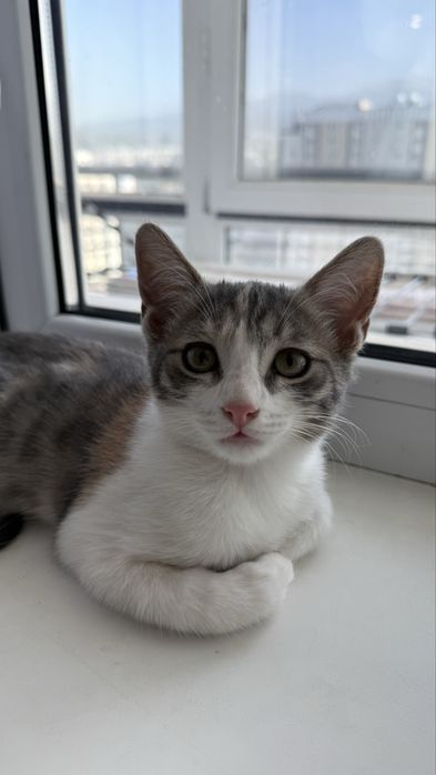 Котята - 3 месяца, девочки