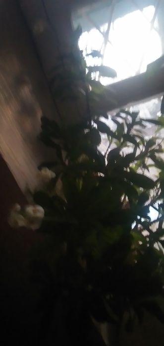 Продаются комнатные