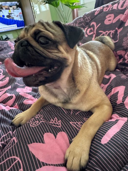 dau spre adoptie catel pug