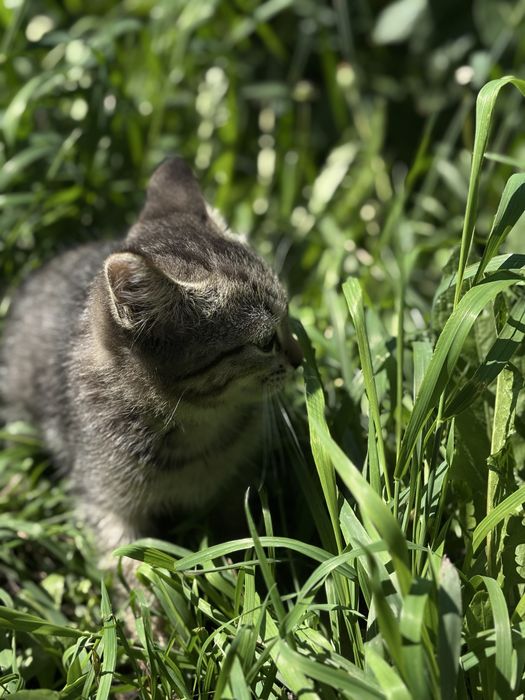 Котенок бесплатно