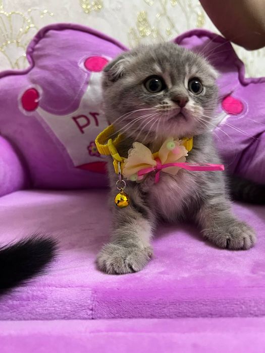 Продается котята , смесь золотая шиншилла и британский