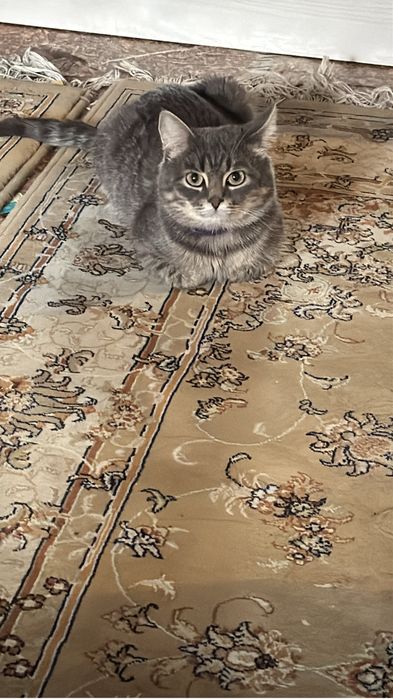 Котик в добрые ручки