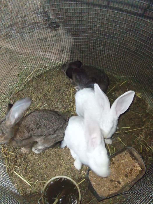 Кролики Қоян коян