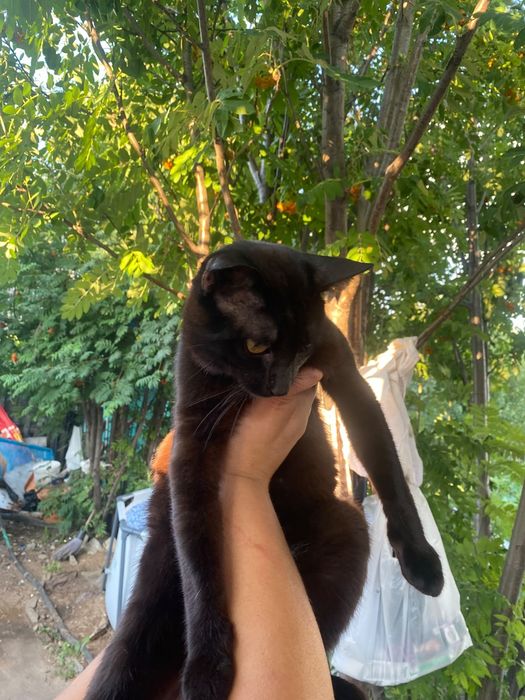 Срочно ищем дом котику