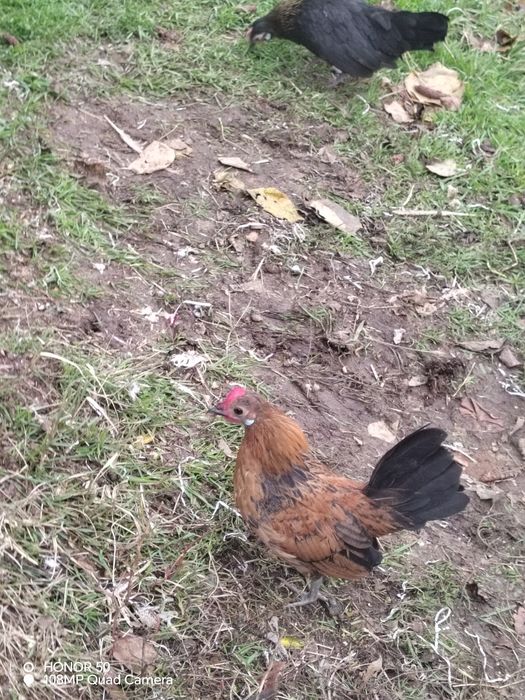 Продавам декоративни кокошки