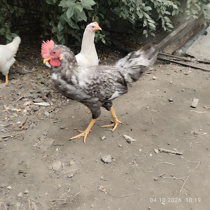 Продам Молодых Петушков.