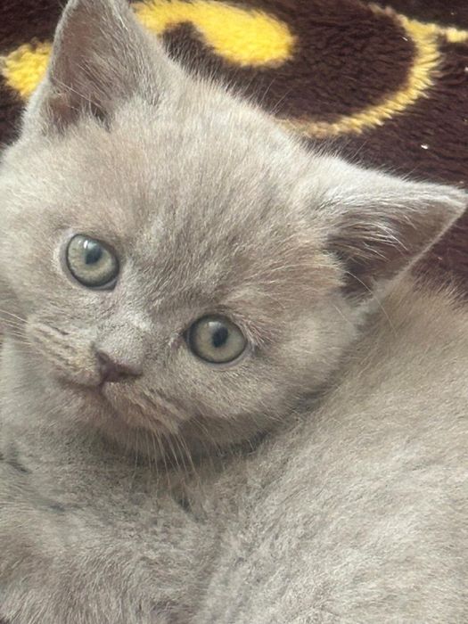 Британский голубой котенок