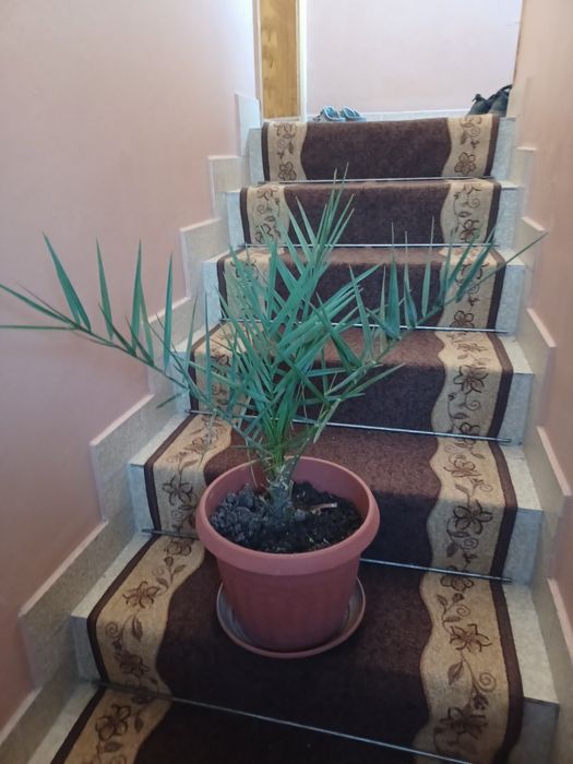 Палма за домашни условия