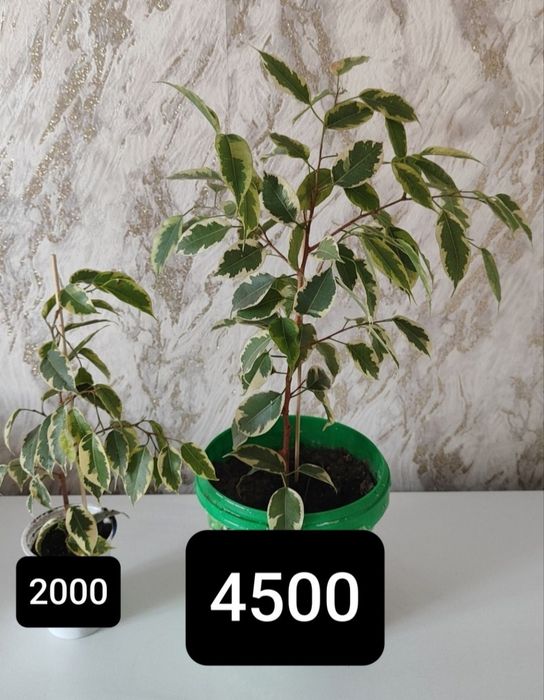Продам фикусы сортовые от 2500тг