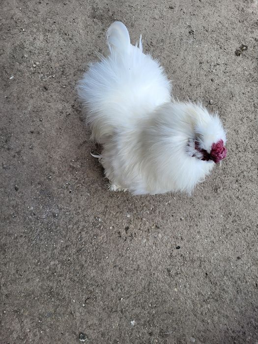 Vând cocoși albi de Mătase japoneză