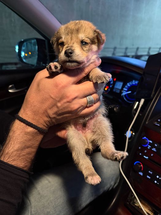 Щенки СРОЧНО Усть-Каменогорск