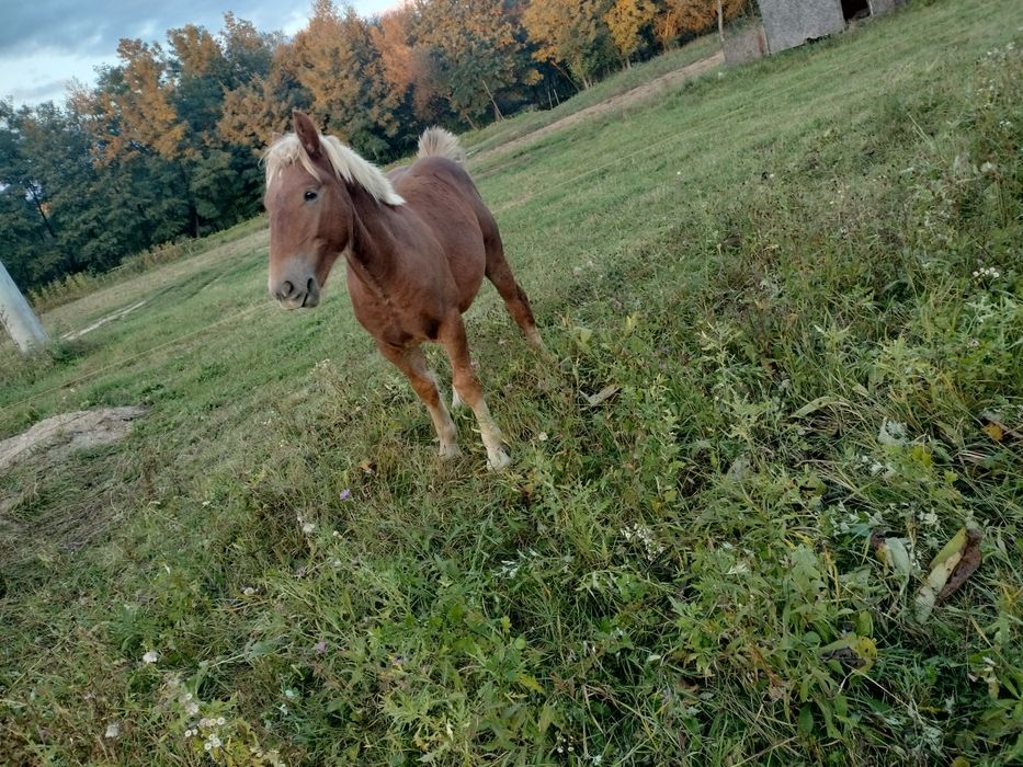 Mînz de 7 luni caută alții iubitori