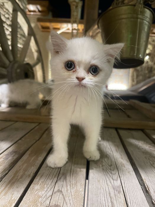 Котенок породы серебристая шиншила