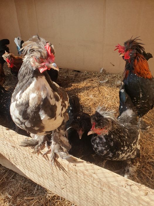 Декоративные куры Японские