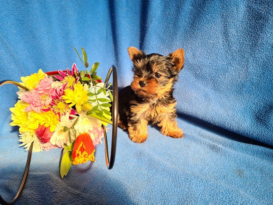 Отличный подарок щенки Йорка