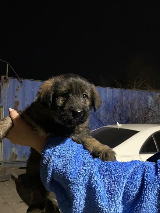 Дарю щенков девочки и мальчики