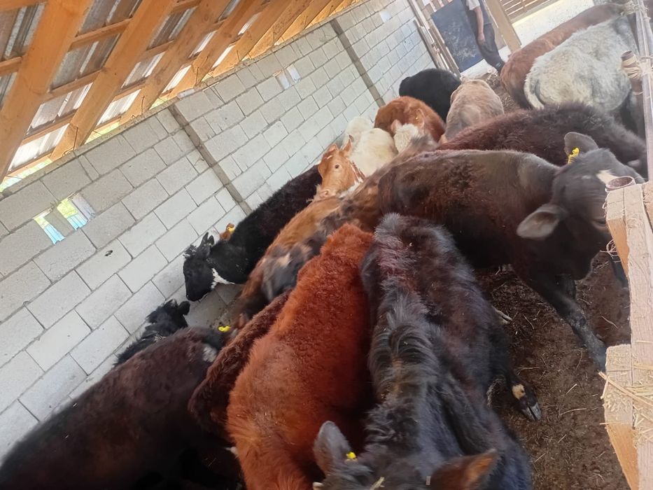 15 бас бызау круг