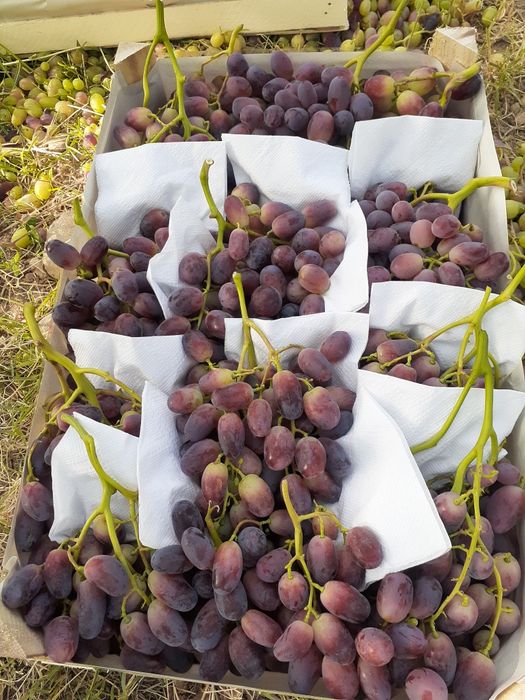 Узум кучат сотилади