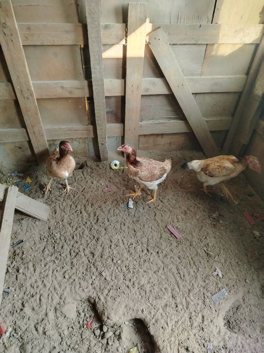 Даканы семья хороший кровей