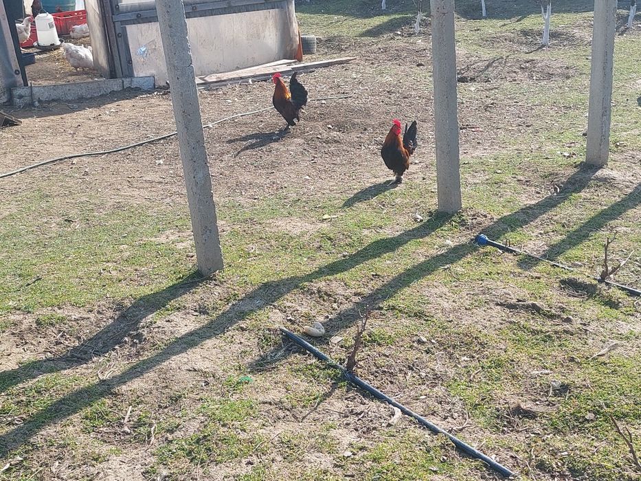 Cocosi Americani (pitici)50 lei bucata