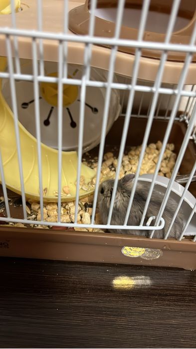 Хомяк с клеткой