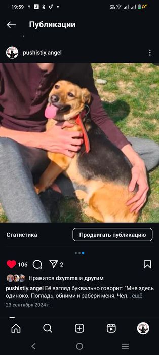 Преданные собачки ищут дом