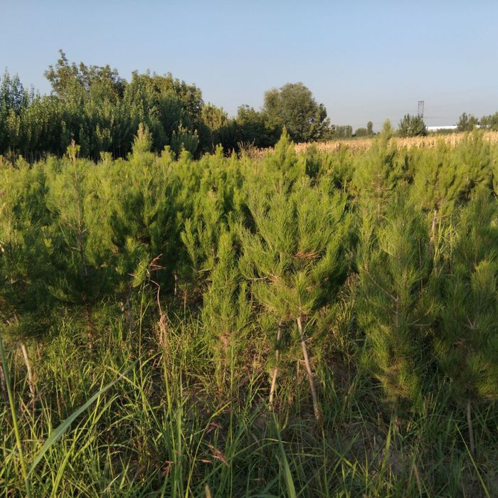 Archa koʻchatlari sotiladi