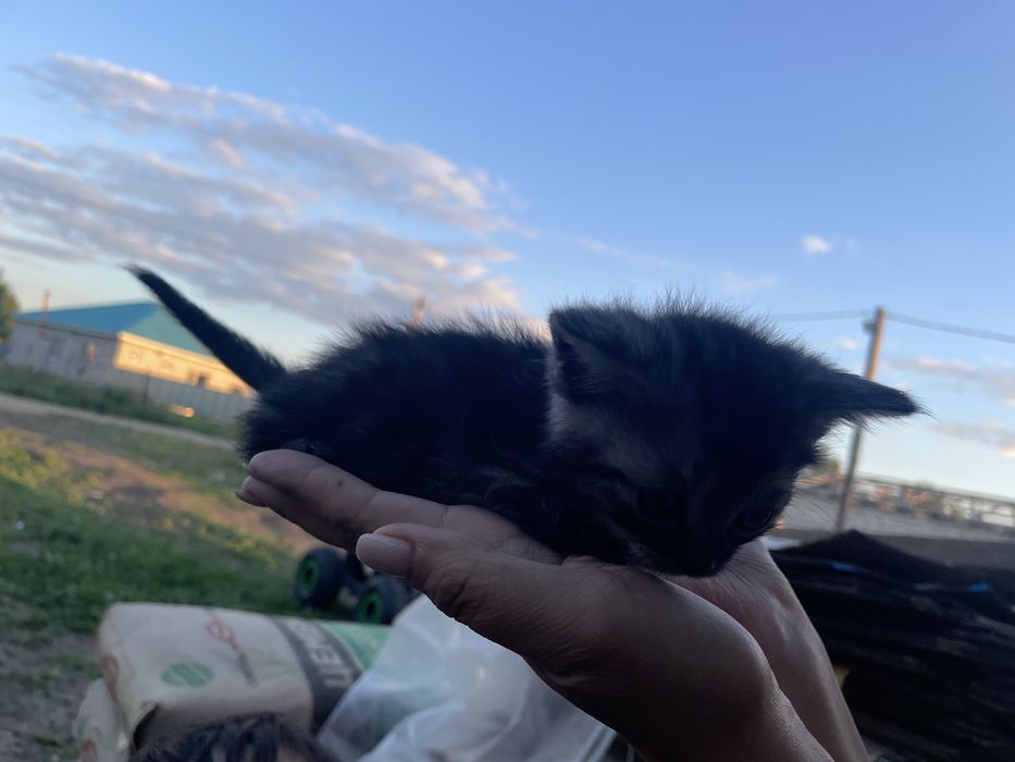 Одается кот бестплатно