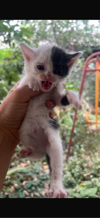 Отдам котят в добрые руки