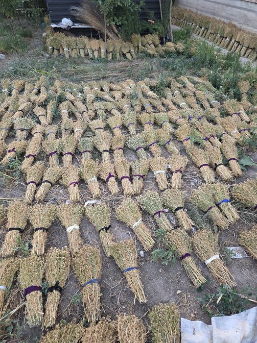 Адыраспан тек (только) оптом