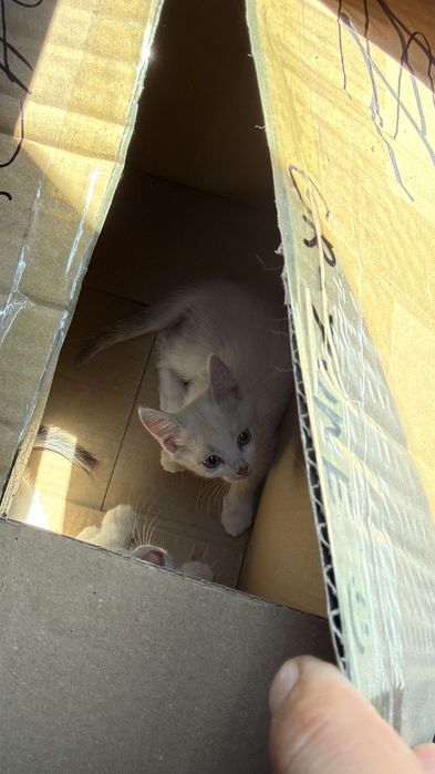 Отдам котят в добрые руки