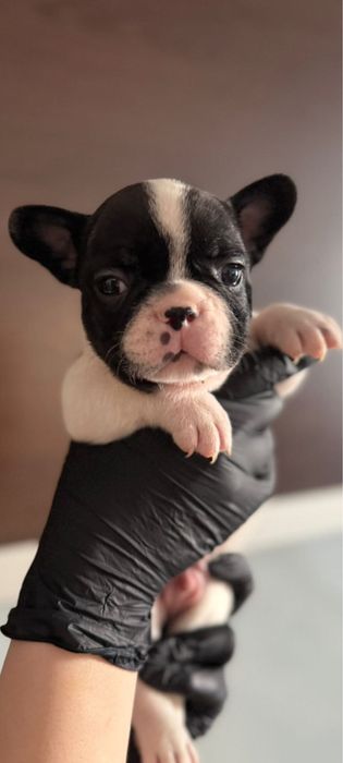 Bulldog francez 6 saptamani