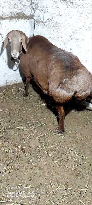 Arashan sovliq sotiladi