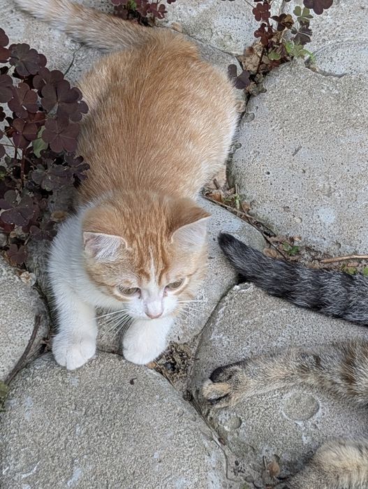Котята ищут маму