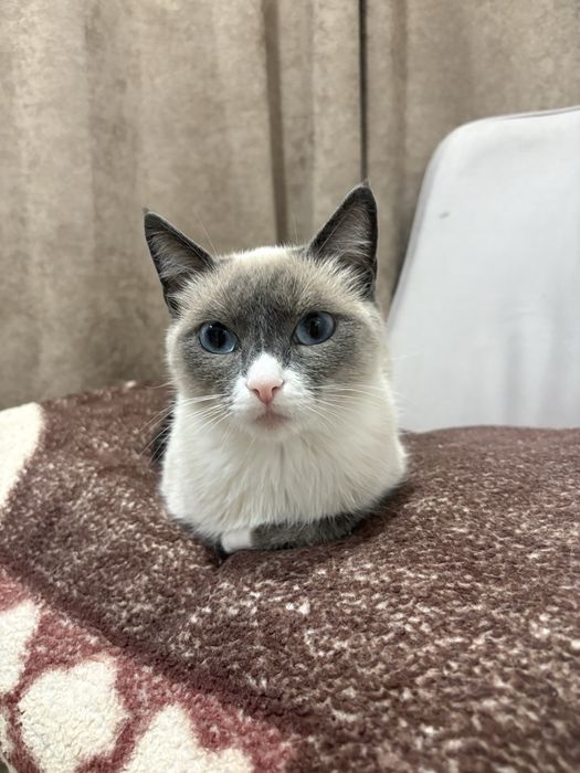 Потерялась кошка