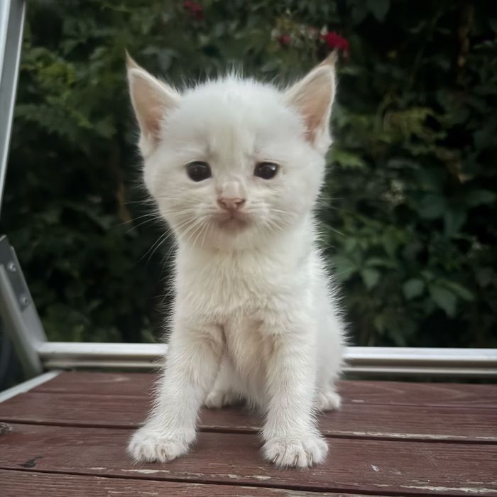 Отдам котят бесплатно.