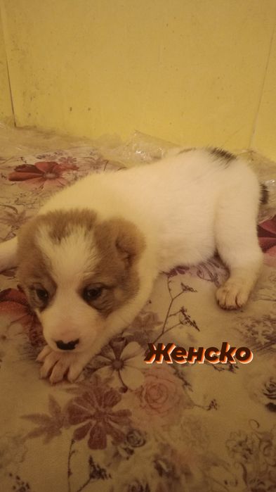 Продавам кученца порода АЛАБАЙ