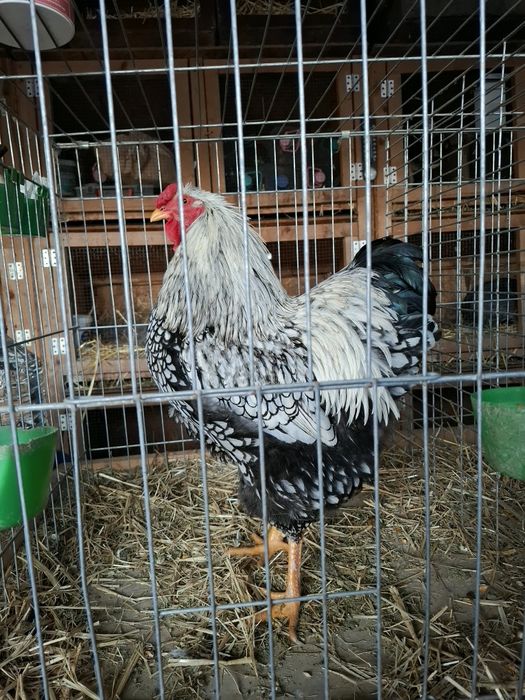 Cocosi de rasa wyandotte  argintiu