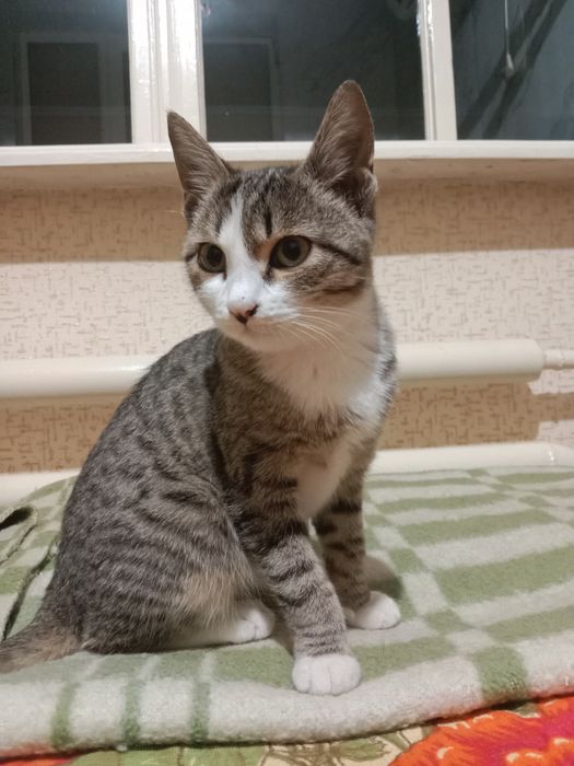 Отдаётся кошка девочка