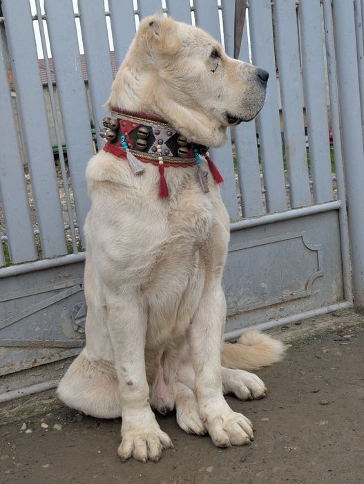 Vând mascul asia centrala