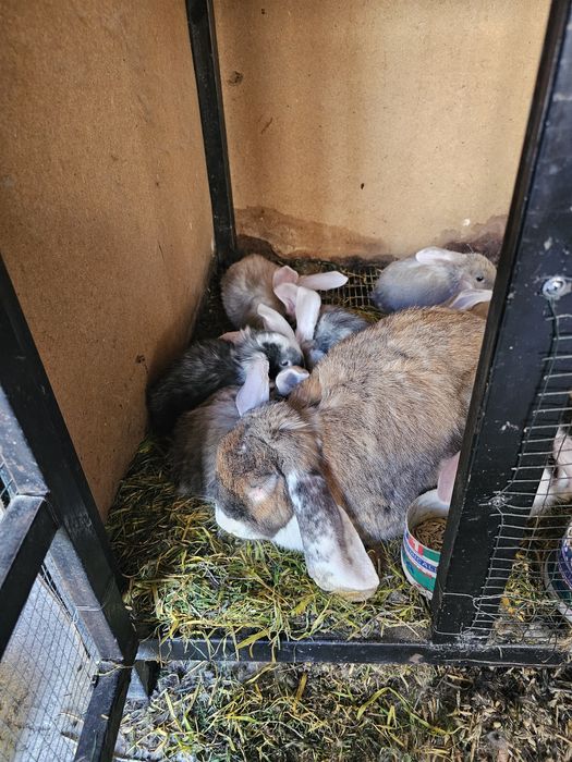 Француский баран