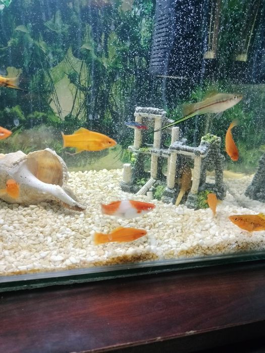 Vând pești xifo, masculi,femele adulți.