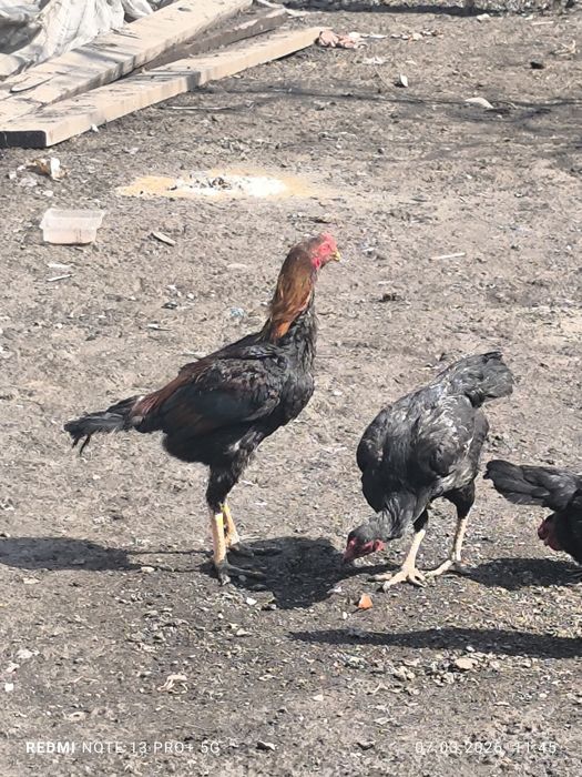Даканы петух и 3курецы