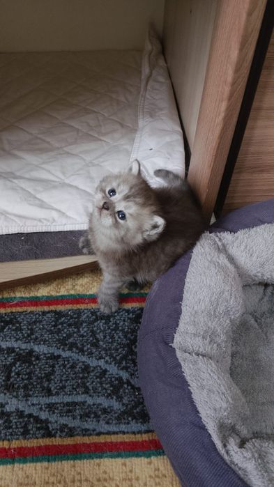 Продаю котят Британских