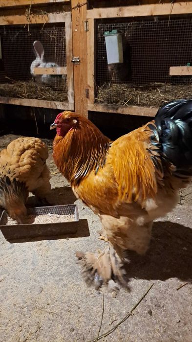 Vand Gaini și cocoși brahma diferite culori